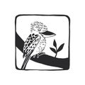 Vector hand-drawn illustration of a Kookaburra in nature. A framed sketch with a wild Australian bird