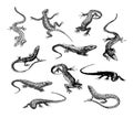 Vector hand drawn illustration of lizard silhouette on white background. Royalty Free Stock Photo