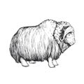 Vector hand-drawn illustration of a musk ox isolated on a white background. Sketch of a muskox in the style of engraving. A wild