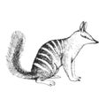 Vector hand-drawn illustration of numbat isolated on white. A black and white biological sketch of an Australian animal in the