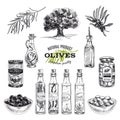 Vector hand drawn illustration with olives and