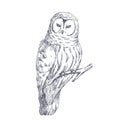 Vector hand drawn illustration of owl