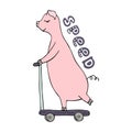 Vector hand-drawn illustration of an pig riding on a scooter Royalty Free Stock Photo