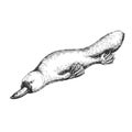 Vector hand-drawn illustration of platypus isolated on white. A black and white biological sketch of an Australian animal. Royalty Free Stock Photo