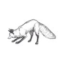 Vector hand drawn illustration of playing fox isolated on white Royalty Free Stock Photo