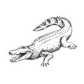 Vector hand-drawn illustration of a Saltwater Crocodile in the style of engraving. A sketch of a wild Australian animal isolated