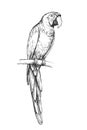 Vector hand-drawn illustration of Scarlet Macaw in engraving style. Black and white sketch of parrot of South America isolated on Royalty Free Stock Photo