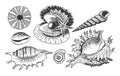 Tropical shells underwater icon set Royalty Free Stock Photo