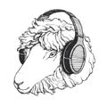 Vector hand drawn illustration of sheep head isolated on white. Portrait of cute animal face with headphone in sketch style Royalty Free Stock Photo