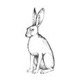 Vector hand drawn illustration of sitting hare in engraving style. Sketch of forest animal isolated on white