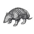 Vector hand-drawn illustration of a six-banded armadillo in the style of engraving. Black and white sketch of animal of South