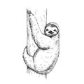 Vector hand-drawn illustration of a sloth in the style of engraving. A sketch of a wild Brazilian animal isolated on a white