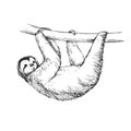 Vector hand-drawn illustration of a sloth in the style of engraving. A sketch of a wild Brazilian animal isolated on a white