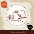 Vector hand drawn illustration with spice garlics and black peppercorn on grunge old background.