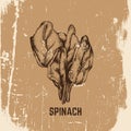 Vector hand drawn illustration of spinach.