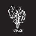 Vector hand drawn illustration of spinach.