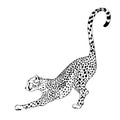 Vector hand drawn illustration of stretching cheetah isolated.