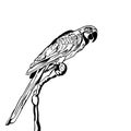 Vector hand drawn illustration of tropical parrot bird. Isolated monochrome parrot.