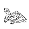 Vector hand drawn illustration of turtle. Royalty Free Stock Photo