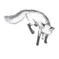 Vector hand drawn illustration of walking fox isolated on white Royalty Free Stock Photo