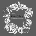 Vector illustration ylang ylang flower