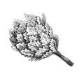 Vector hand-drawn illustrations of bath broom isolated on white. Sketch of Russian bathhouse accessory in engraving style. Finnish