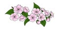 Vector hand-drawn image of a branch of blossoming cherry