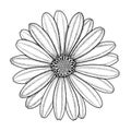 Vector hand-drawn image of chamomile, daisy, gerbera or chrysanthemum