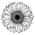 Vector hand-drawn image of chamomile, daisy, gerbera or chrysanthemum Royalty Free Stock Photo