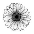 Vector hand-drawn image of chamomile, daisy, gerbera or chrysanthemum Royalty Free Stock Photo