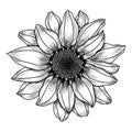 Vector hand-drawn image of daisy flower Royalty Free Stock Photo