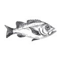 Vector hand drawn lavender fish Illustration.