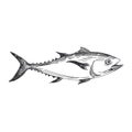 Vector hand drawn lavender fish Illustration. Royalty Free Stock Photo