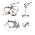 Vector hand drawn lemon, honey spoon, coffee cup, bee. sketch drawing healthy food collection