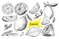 Vector hand drawn lime or lemon set.