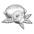 Vector hand drawn lime or lemon. Whole , sliced pieces half, leave sketch. Fruit engraved style illustration. Detailed