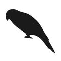 Vector hand drawn lory parrot silhouette