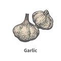 Vector hand-drawn matured head of garlic