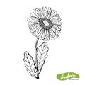 Vector hand drawn monochrome illustration of Gerber Daisy flowers in vintage style. Black and white flowers isolated on white Royalty Free Stock Photo