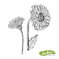 Vector hand drawn monochrome illustration of Gerber Daisy flowers in vintage style. Black and white flowers isolated on white Royalty Free Stock Photo