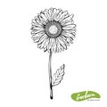 Vector hand drawn monochrome illustration of Gerber Daisy flowers in vintage style. Black and white flowers isolated on white Royalty Free Stock Photo