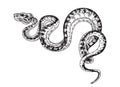 Vector Hand Drawn Monochrome Spotted Snake