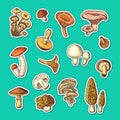 Vector hand drawn mushrooms stickers set illustration