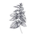 Vector hand drawn Nettles medical herb Illustration