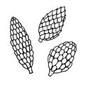 Vector hand drawn outline illustration of pine or fir cone set Royalty Free Stock Photo