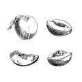 Vector Hand Drawn Peach Sketches Set Isolated on White Background, Black Drawings. Royalty Free Stock Photo