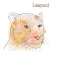 Vector hand drawn pencil watercolor illustration of leopard with label