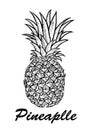 Vector hand drawn pineapple. Exotic tropical fruit vector drawings isolated on white background. Botanical illustration