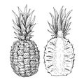 Vector hand drawn pineapple and sliced pieces set. Tropical summer fruit engraved style illustration.