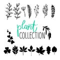 Vector hand drawn plant collection.